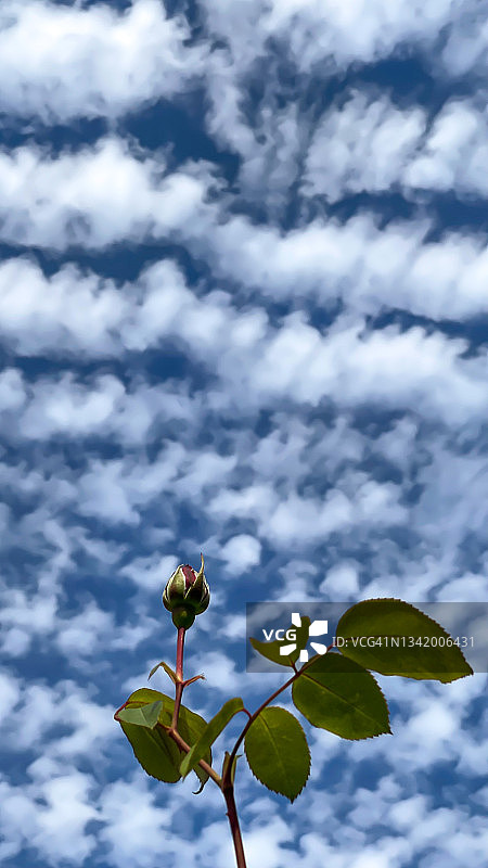 云中的玫瑰花蕾图片素材