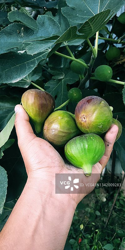 无花果图片素材