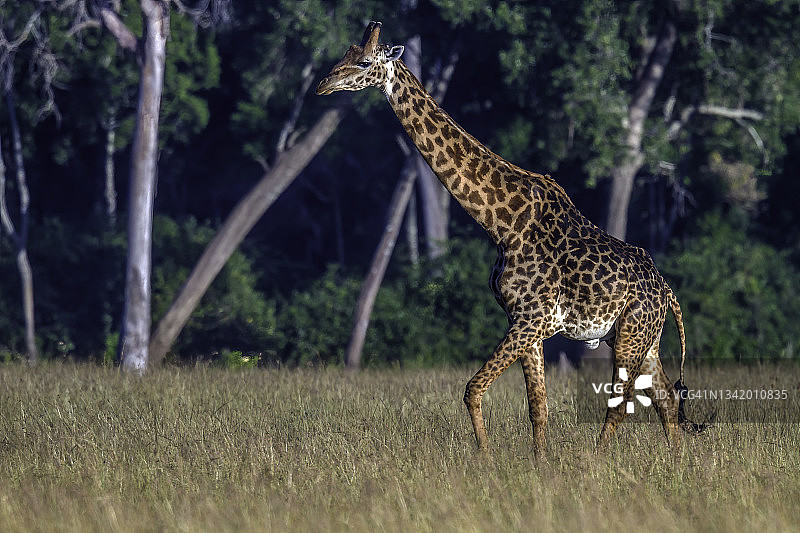 在马赛马拉行走的马赛长颈鹿图片素材