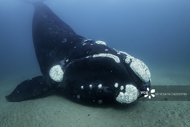 阿根廷瓦尔德斯半岛新海湾，南露脊鲸头部 resting 在海底，尾部在海面图片素材