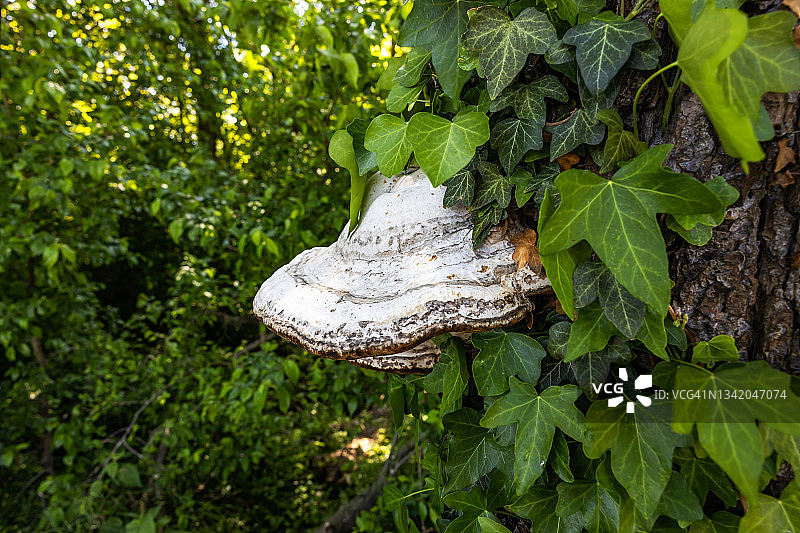 大型树木真菌图片素材