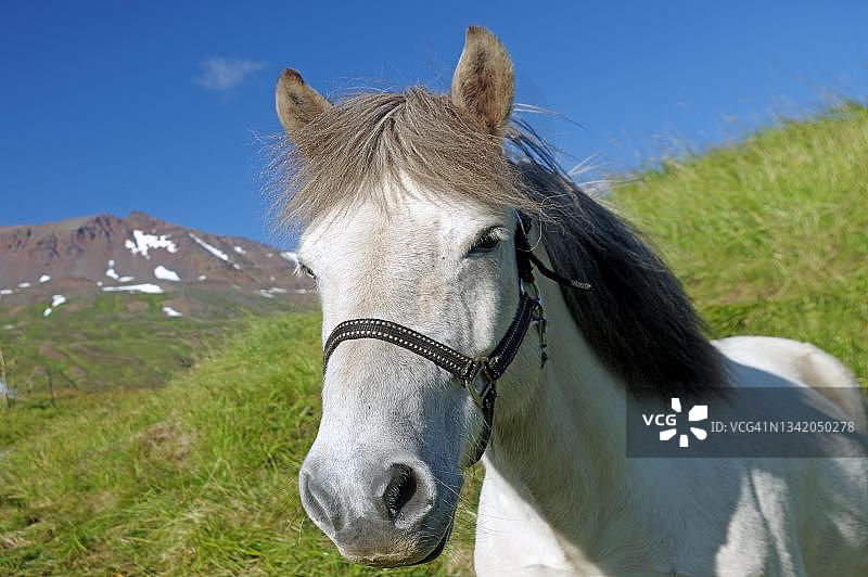冰岛东峡湾的冰岛马，带围栏、山脉和牧场图片素材
