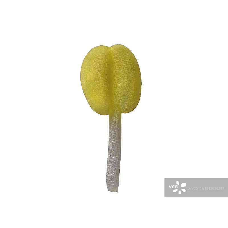 东方嚏根草（Helleborus orientalis），花粉叶闭合，欧亚大陆，分布于高加索、德国图片素材