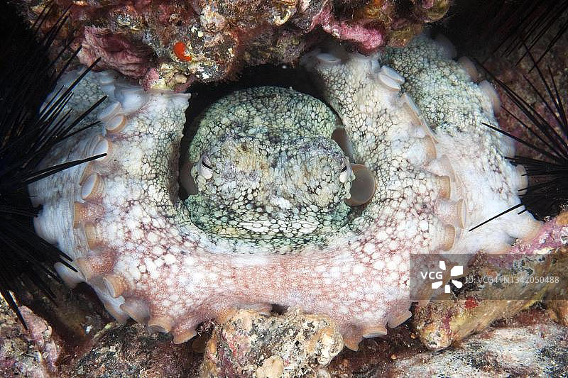 西班牙加那利群岛章鱼用触手堵住藏身处入口图片素材