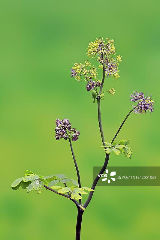 德国埃勒施塔特开花的耧斗菜图片素材