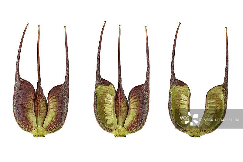 Barnhaven杂交品种(Helleborus x hybridus),果实,切开,图片面板,欧亚大陆,高加索地区,德国图片素材