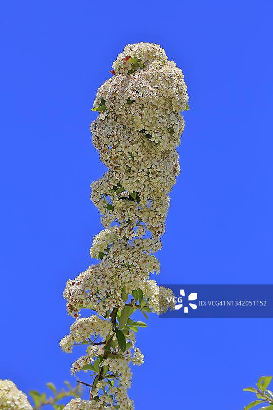 猩红海棠果花，德国埃勒施塔特图片素材