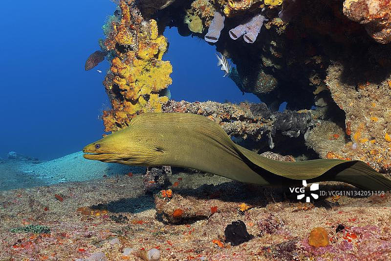 绿海鳗（Gymnothorax funebris）游过沉船，加勒比海，靠近古巴卡马圭省圣卢西亚海滩图片素材