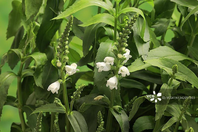 随意草，花，开花，多年生，德国埃勒施塔特图片素材