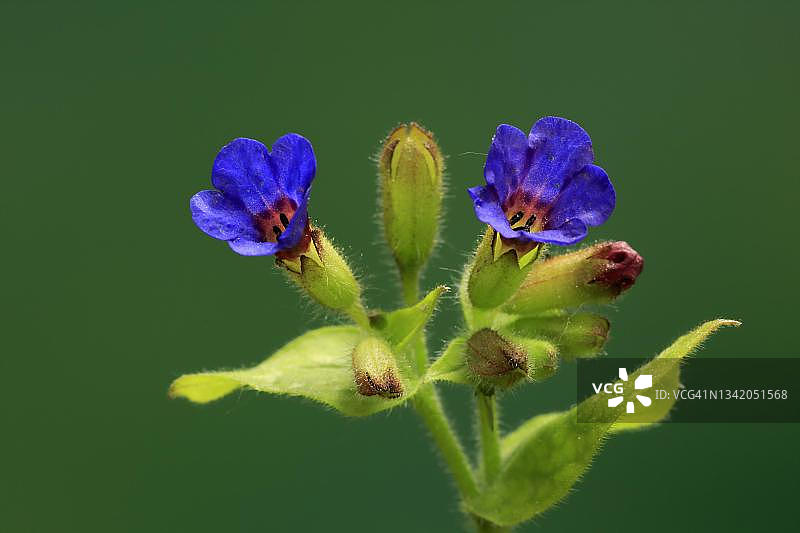 聚合草(Pulmonaria officinalis)，花，盛开，埃勒施塔特，德国图片素材