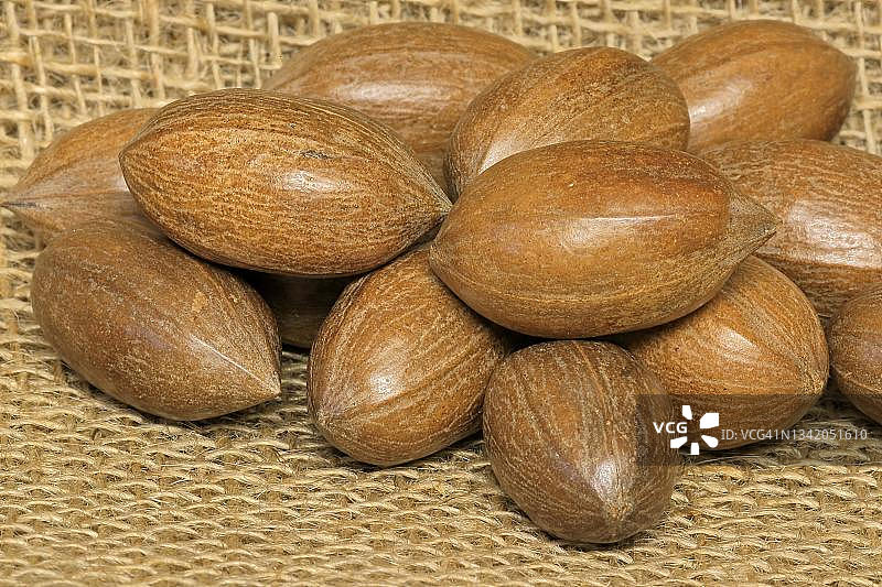 山核桃及其果实，带壳和去壳，德国图片素材