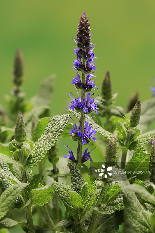 德国埃勒斯塔特：林地鼠尾草图片素材