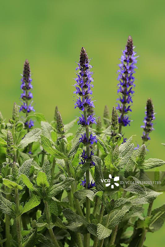 德国埃勒斯塔特：林地鼠尾草图片素材