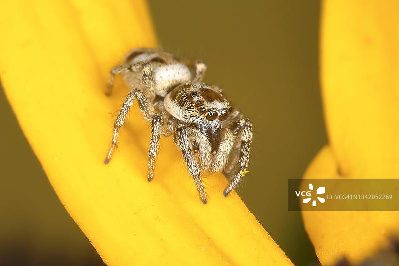 德国北莱茵-威斯特法伦锡格地区的黄松果菊上的斑马跳蛛图片素材