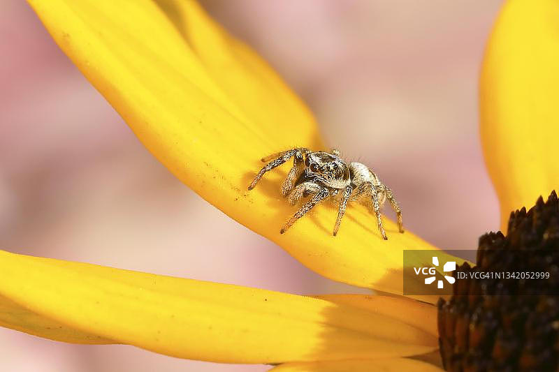 德国北莱茵-威斯特法伦锡格地区的黄松果菊上的斑马跳蛛图片素材