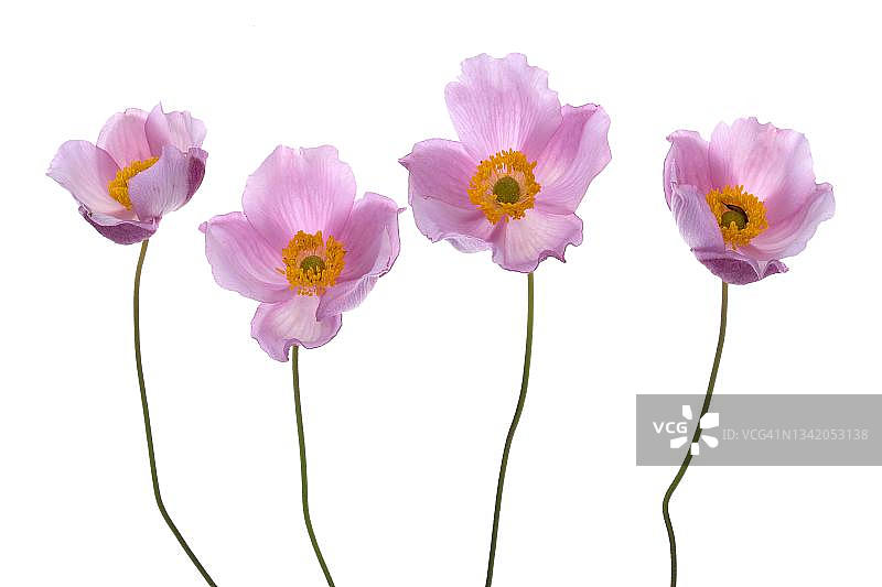 德国工作室拍摄的白色背景上的中国银莲花图片素材