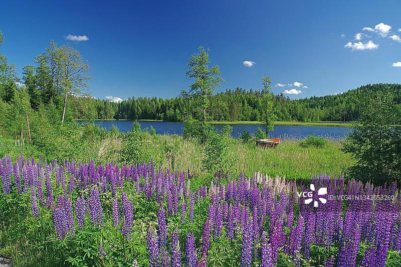 达尔斯兰盛开的羽扇豆、森林和湖泊，斯堪的纳维亚，瑞典图片素材