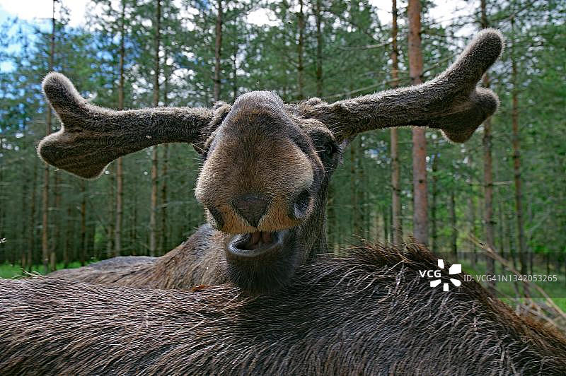 瑞典达尔斯兰省的驼鹿面部特写，国家动物图片素材