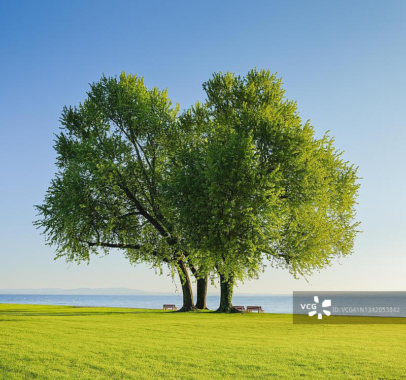 瑞士图尔高州阿尔邦康斯坦茨湖岸边大银枫树下的长椅图片素材