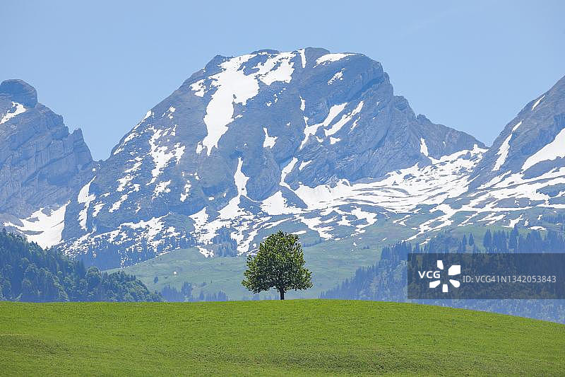 瑞士圣加仑州托根堡，白雪皑皑的Churfirsten山前，山坡上独立的单株菩提树图片素材