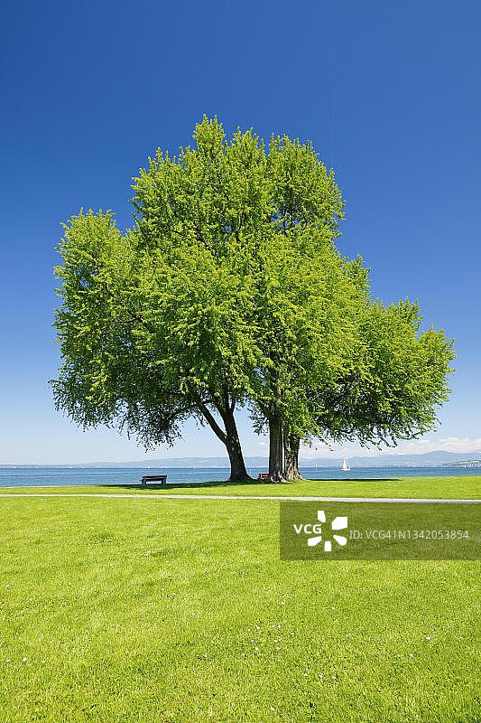 瑞士图尔高州阿尔邦康斯坦茨湖岸边大银枫树下的长椅图片素材