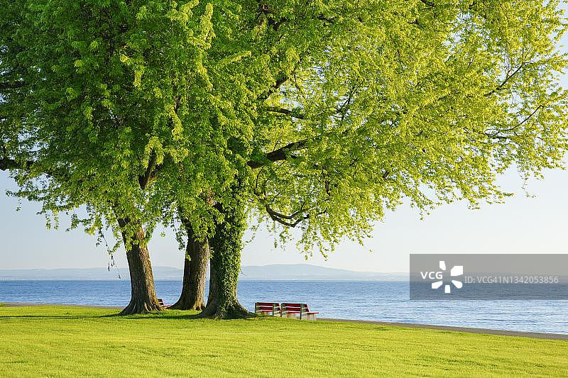 瑞士图尔高州阿尔邦康斯坦茨湖岸边大银枫树下的长椅图片素材