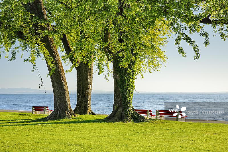 瑞士图尔高州阿尔邦康斯坦茨湖岸边大银枫树下的长椅图片素材