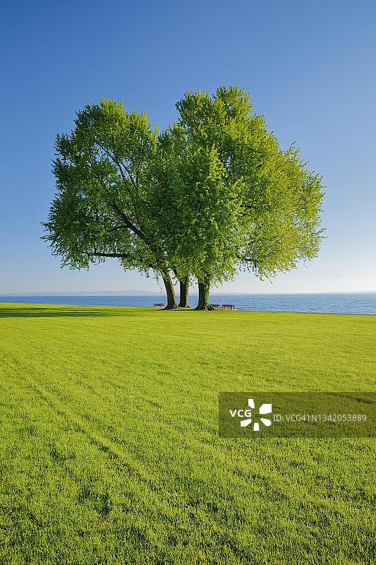 瑞士图尔高州阿尔邦康斯坦茨湖岸边大银枫树下的长椅图片素材