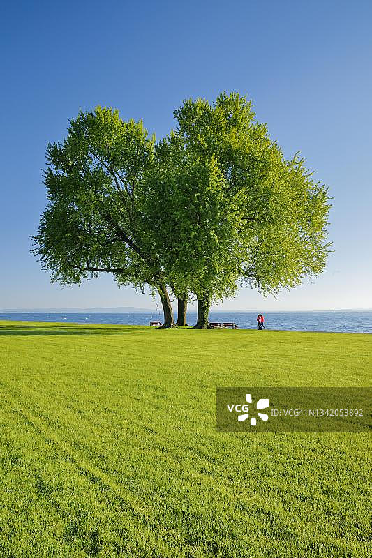 在瑞士图尔高州阿尔邦附近康斯坦茨湖岸边，在一棵大型银枫树下行走的步行者图片素材