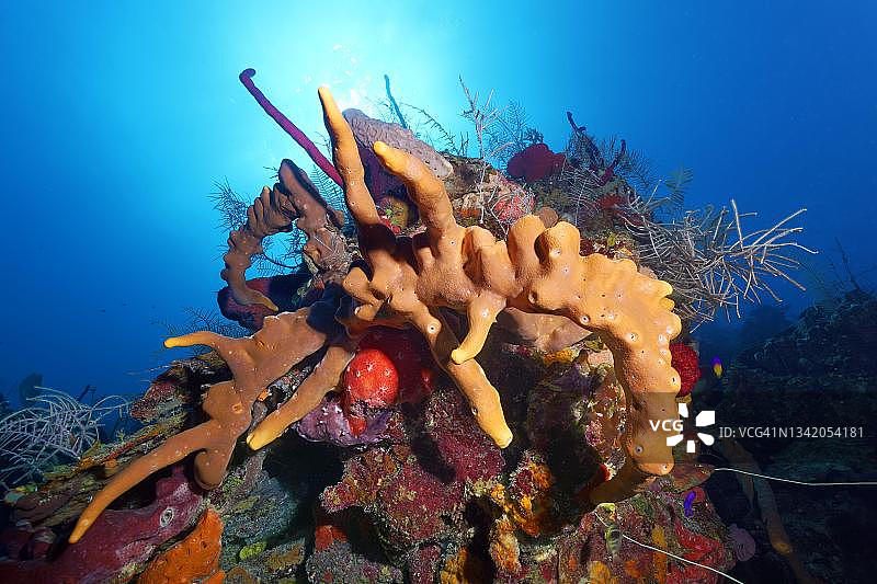 加勒比海褐管海绵珊瑚礁塔，古巴圣卢西亚海滩附近图片素材