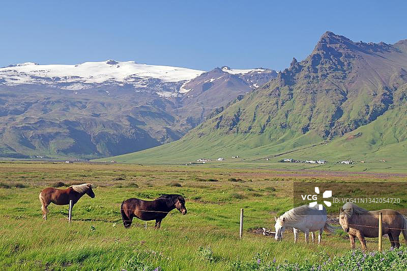 冰岛牧场上的冰岛马，背后是冰雪覆盖的高山，埃亚菲亚德拉冰盖，冰岛图片素材