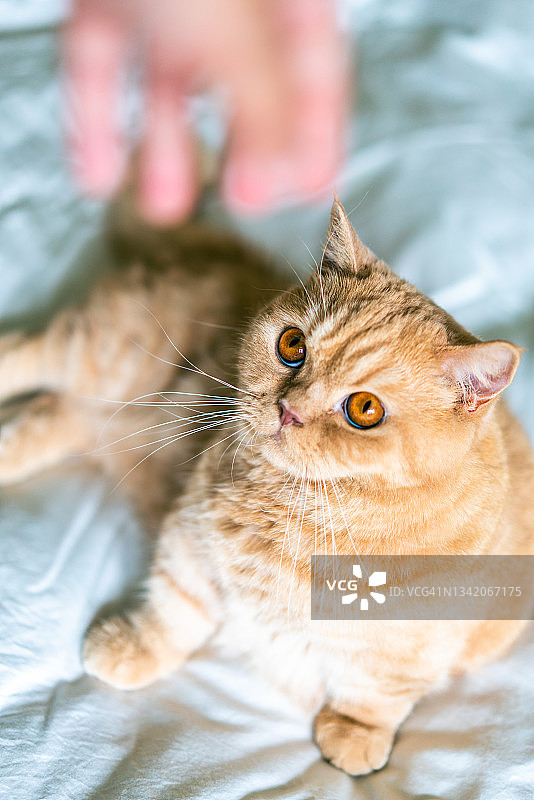 玩耍曼基康矮脚猫图片素材