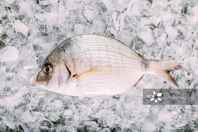 冰镇新鲜沙戈鱼图片素材