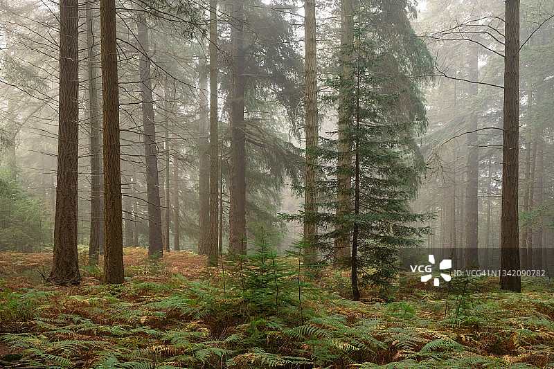 英国汉普郡新森林国家公园图片素材