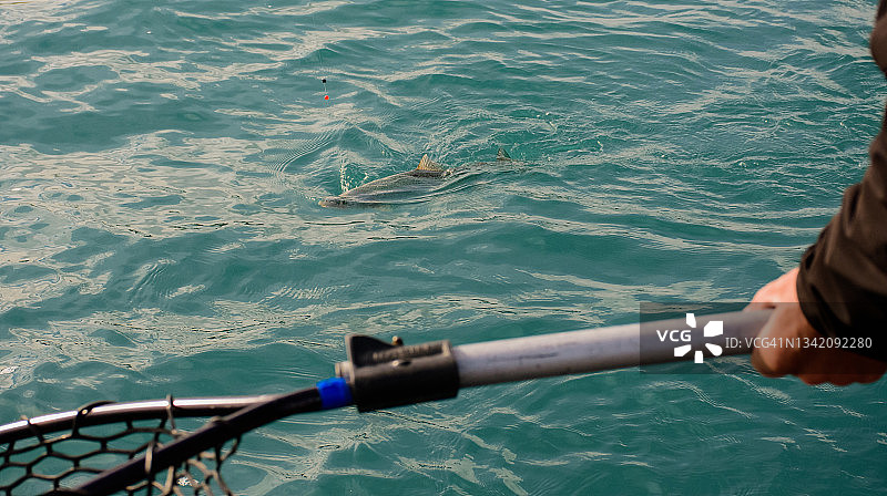 在基奈河中捕捞到的美丽的虹鳟鱼图片素材