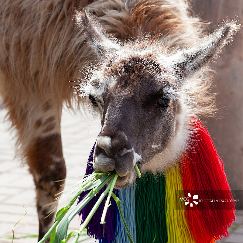 库斯科的美洲驼之爱图片素材