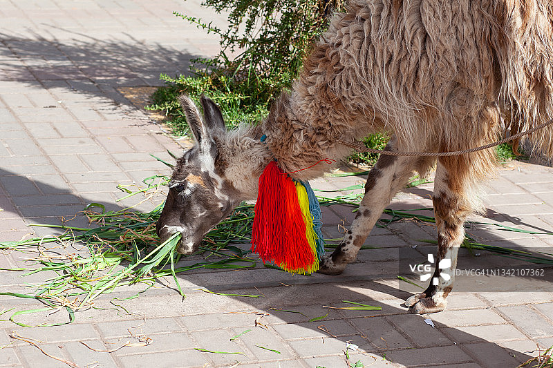 秘鲁饥饿的美洲驼图片素材