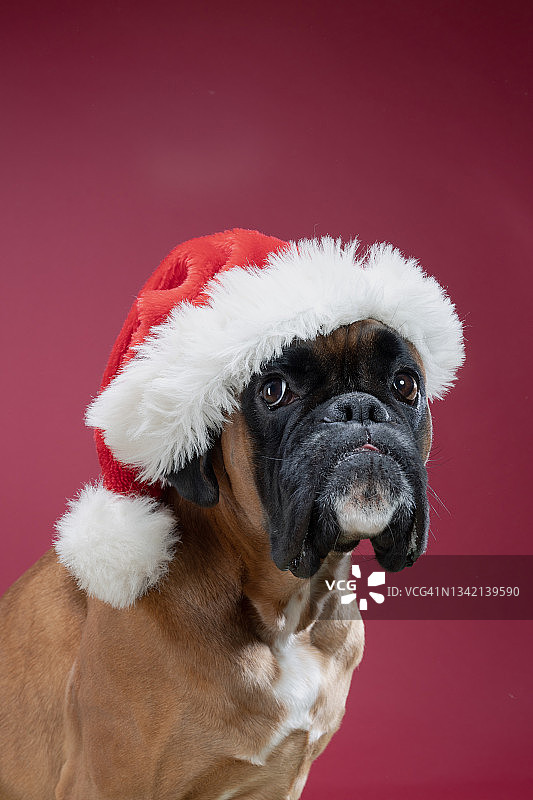 拳师犬戴着圣诞帽图片素材