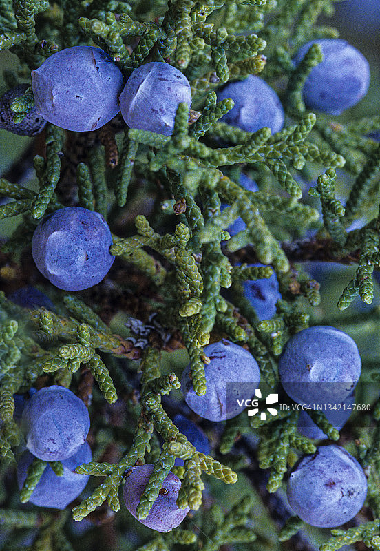 落基山圆柏与圆柏浆果图片素材