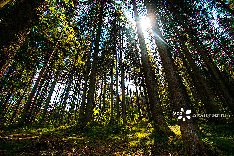 德国黑森林夏季的绿色森林小路图片素材