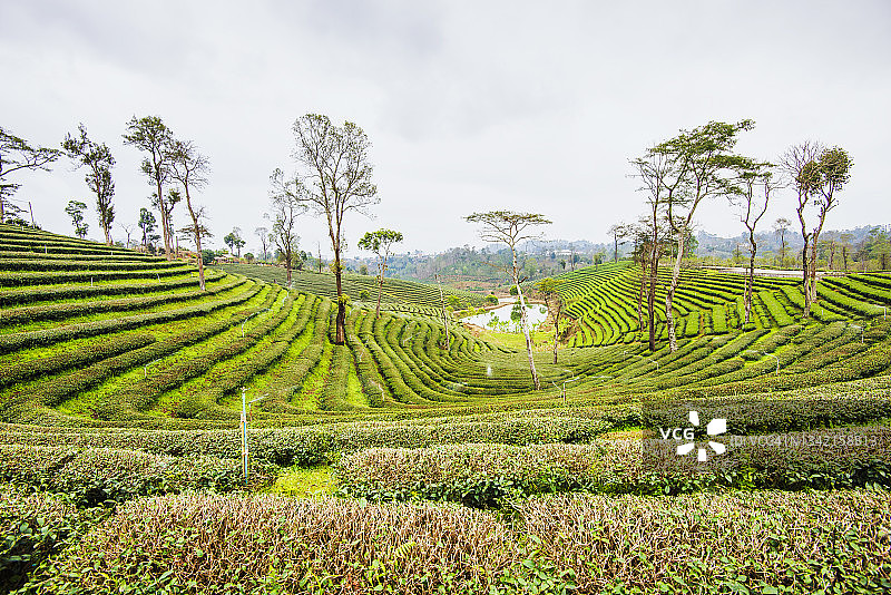 泰国清莱翠峰茶园多云天气的梯田绿茶种植园风光图片素材