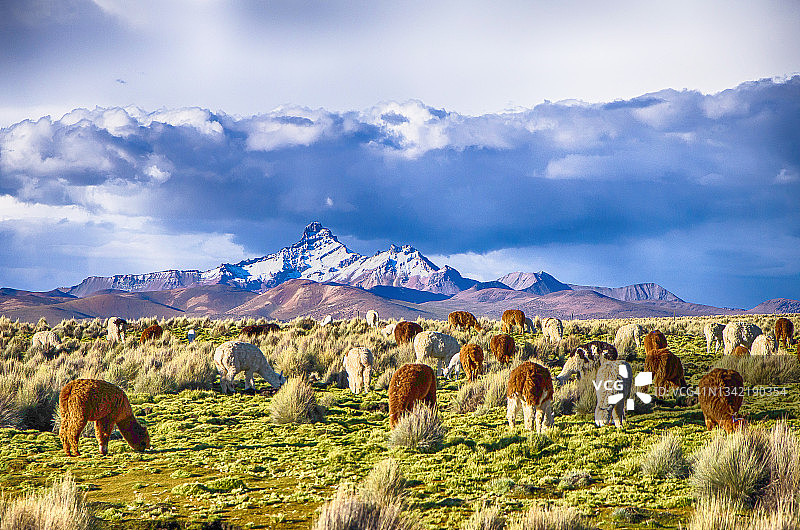 玻利维亚萨哈马国家公园里的羊驼图片素材