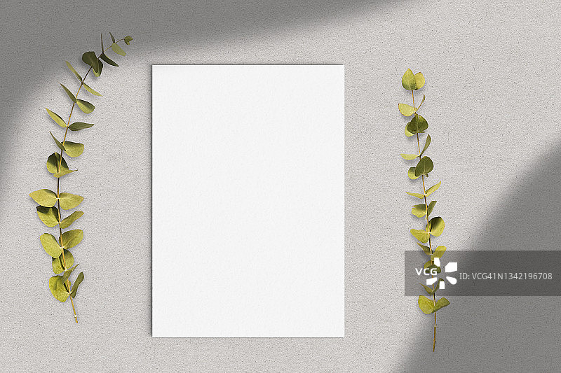 灰色阴影中的空白纸和桉树枝图片素材