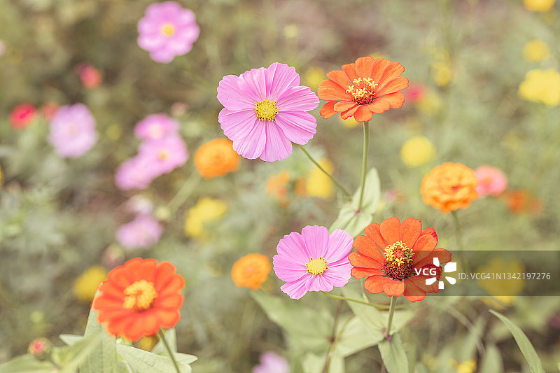 大波斯菊图片素材