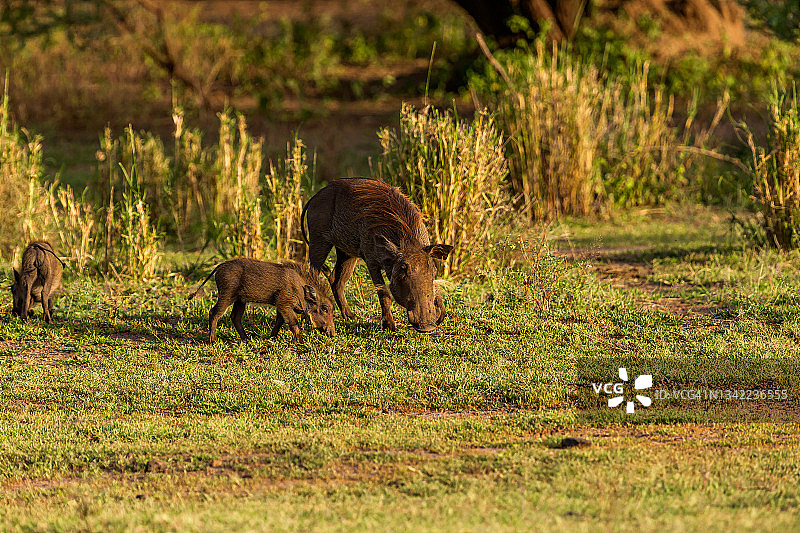 疣猪妈妈和她的疣猪宝宝在野外吃草图片素材