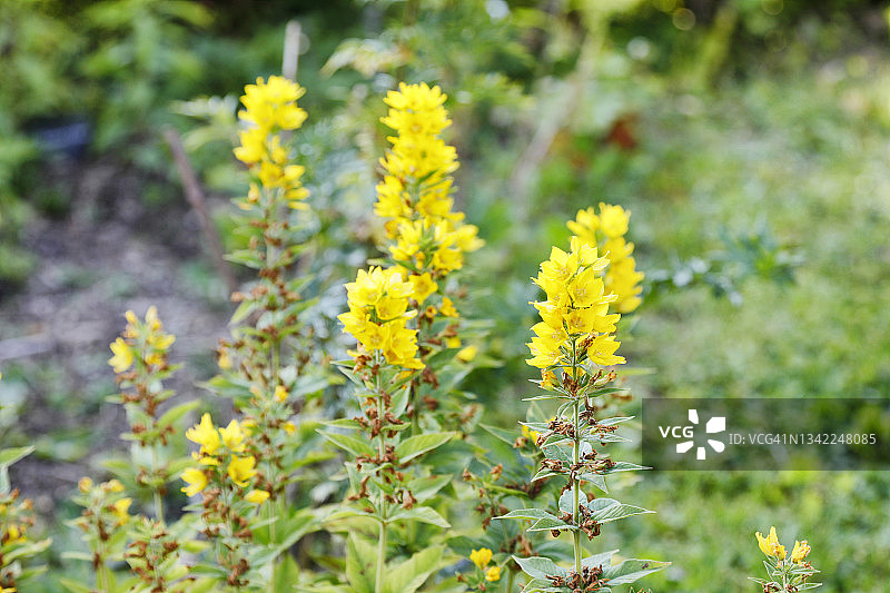 法国汝拉山脉的疏花过路黄图片素材