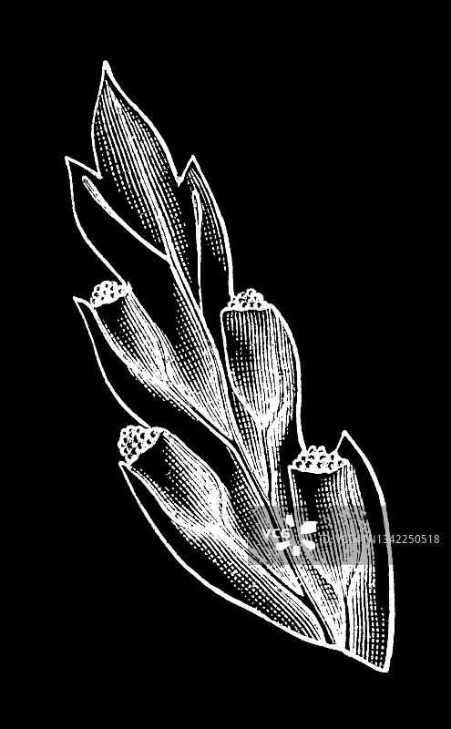 骨碎补蕨属老式雕刻插图图片素材