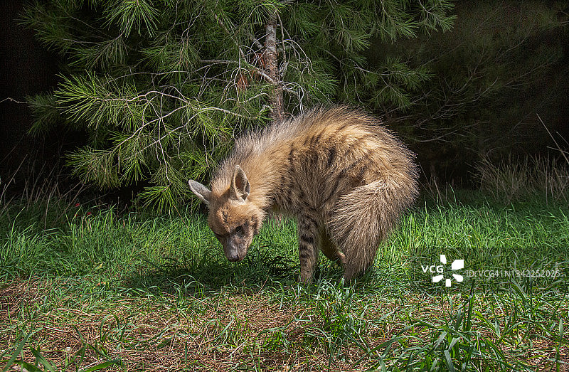 看着镜头的条纹鬣狗图片素材