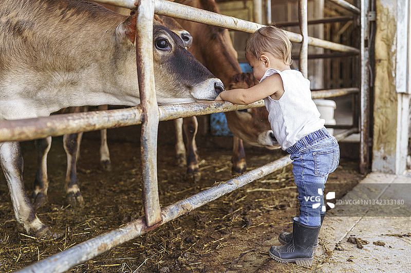 幼儿在奶牛场问候友善的奶牛图片素材