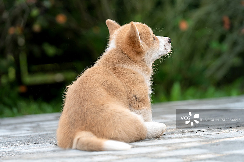 委屈的小狗图片素材